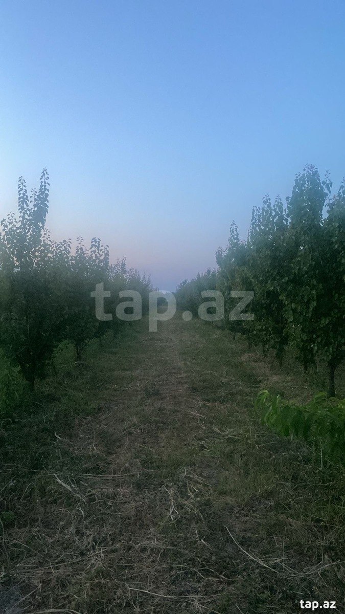 300 sot torpaq sahəsi, Quba r. (2)