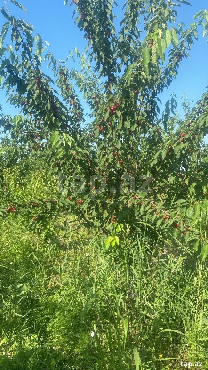 300 sot torpaq sahəsi, Quba r. (3)