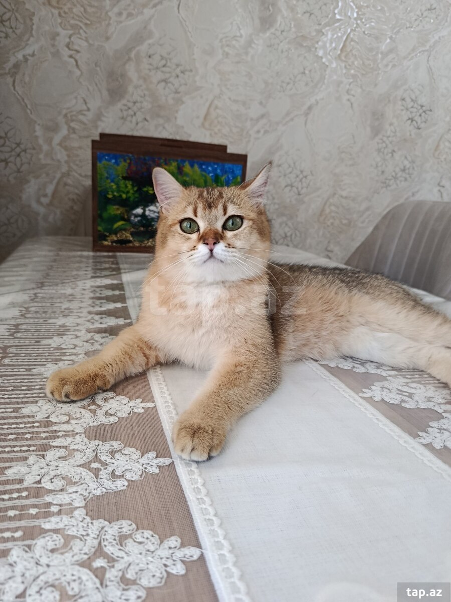 Şotland pişiyi