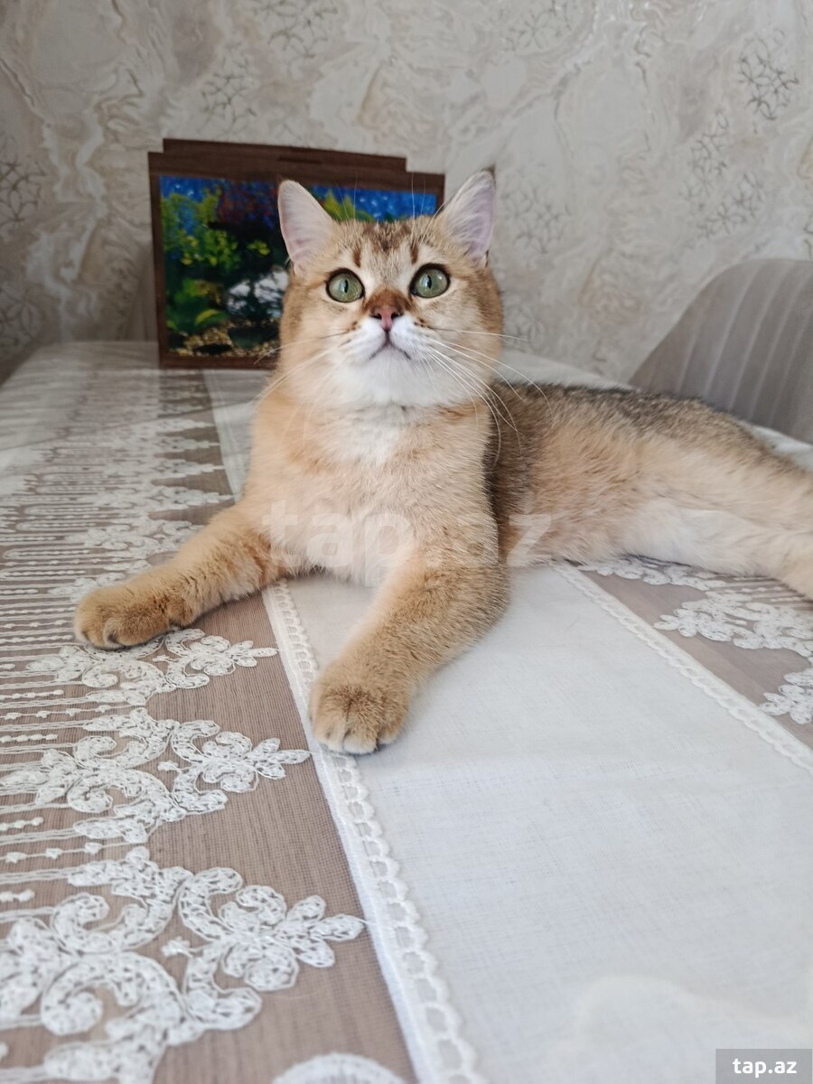 Şotland pişiyi (2)