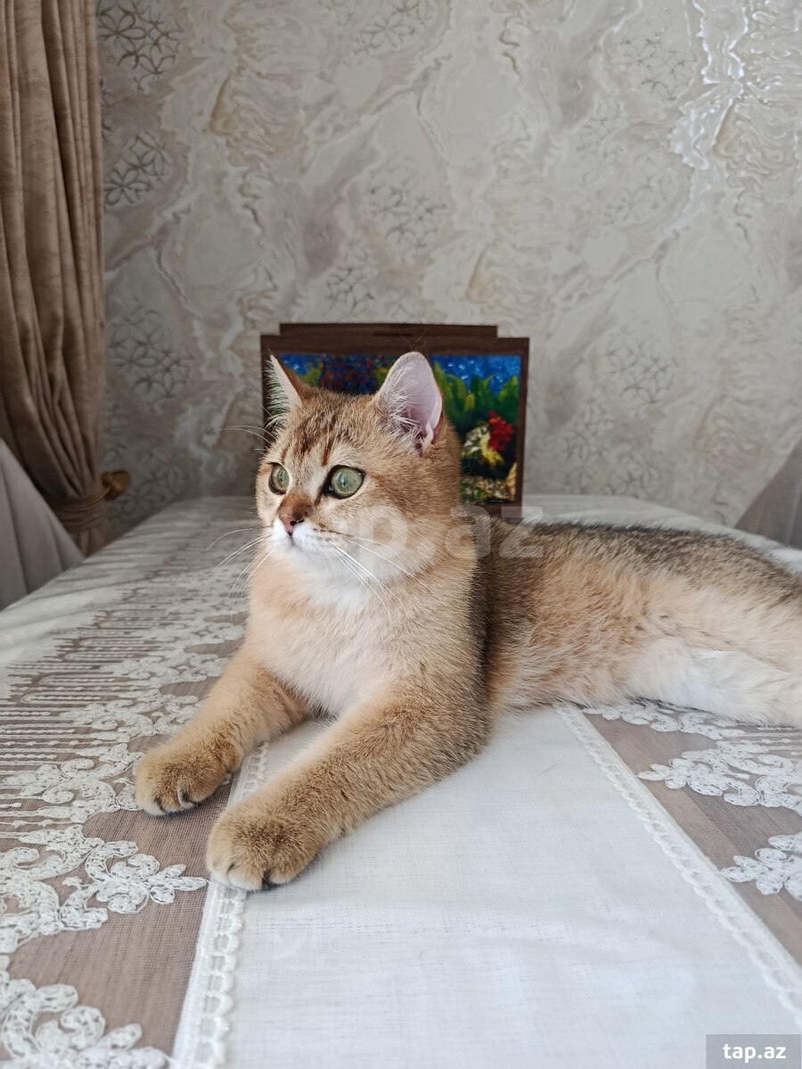 Şotland pişiyi (3)