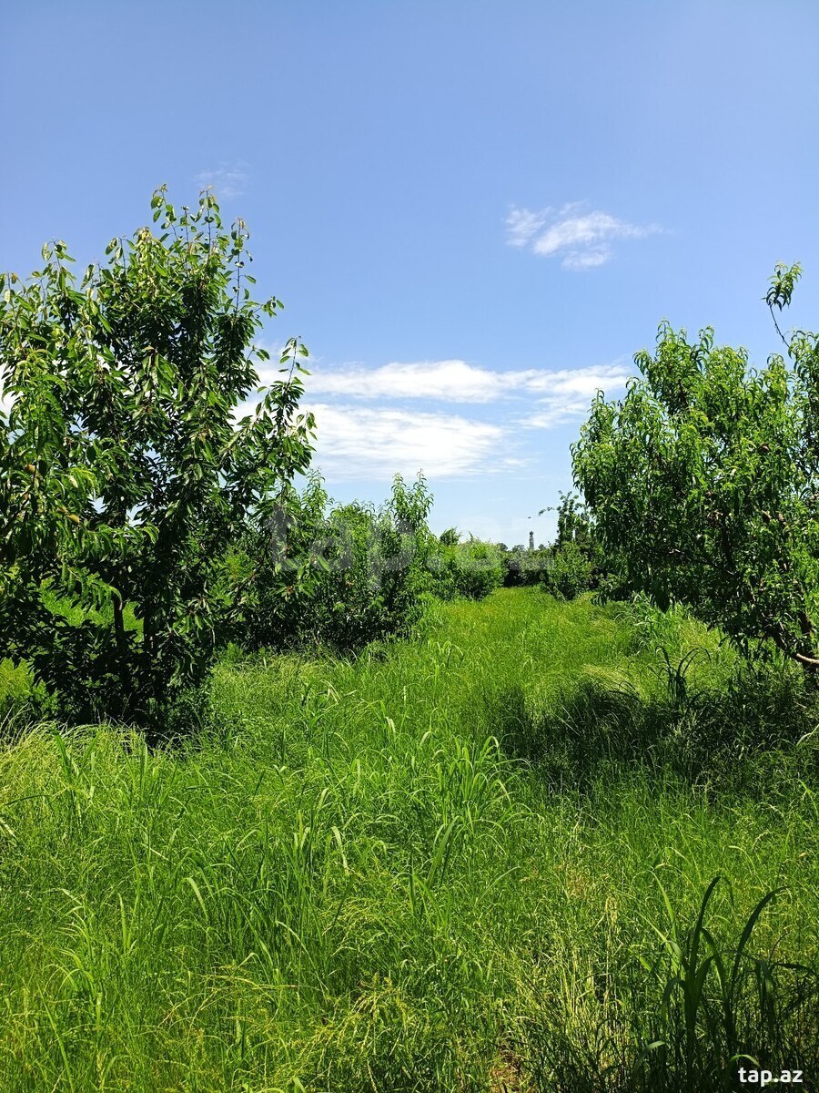 14 sot torpaq sahəsi, Xaçmaz ş. (4)