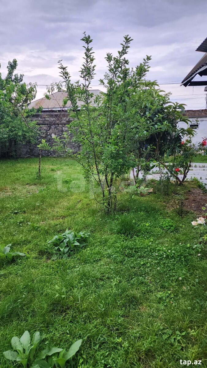 Həyət evi kirayə verilir, Şəki ş. (2)
