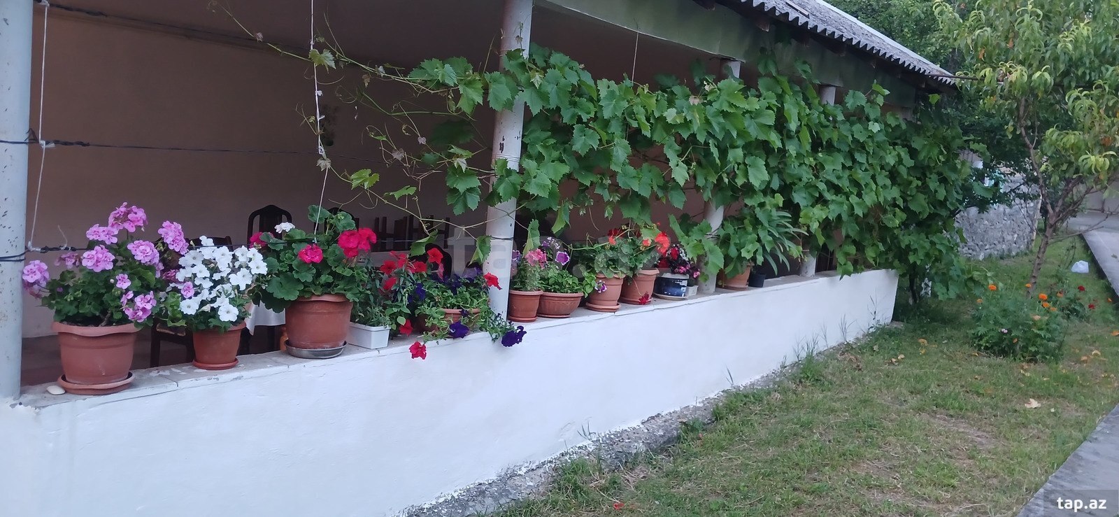 Bağ evi kirayə verilir, Qəbələ ş. (15)