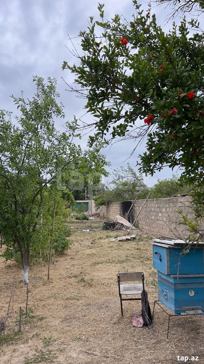 12 sot torpaq sahəsi, Fatmayı qəs.