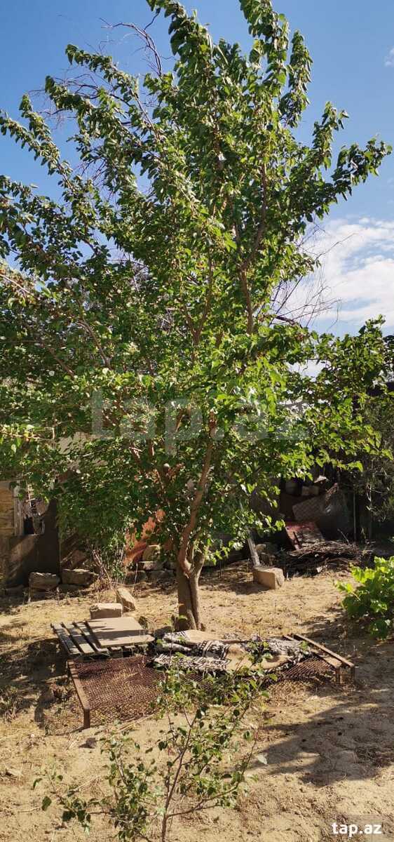 Bağ evi, Saray bağları (14)