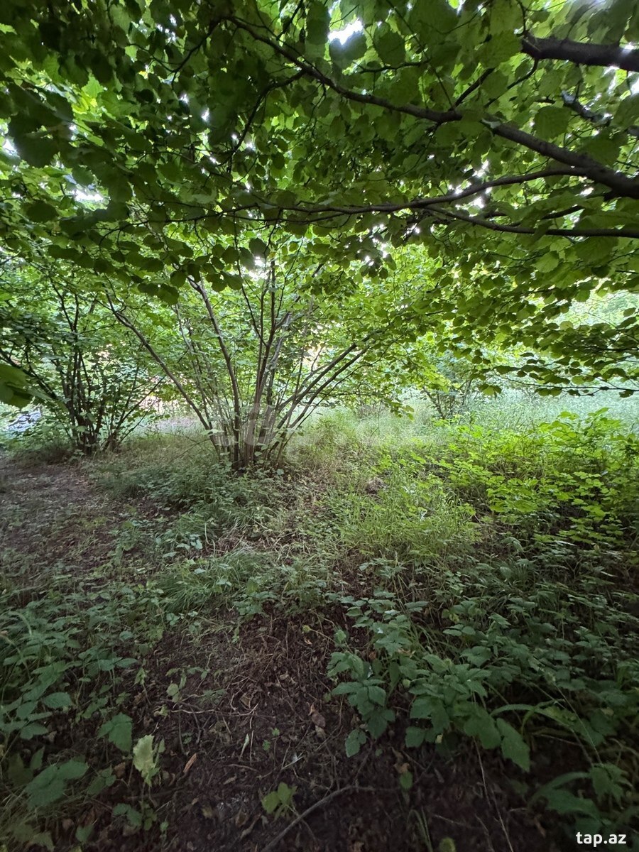12 sot torpaq sahəsi, Qusar r. (3)