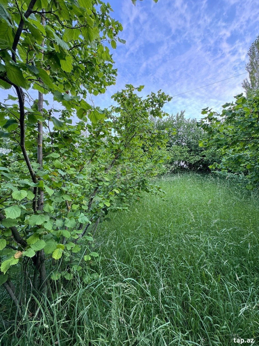 12 sot torpaq sahəsi, Qusar r. (6)