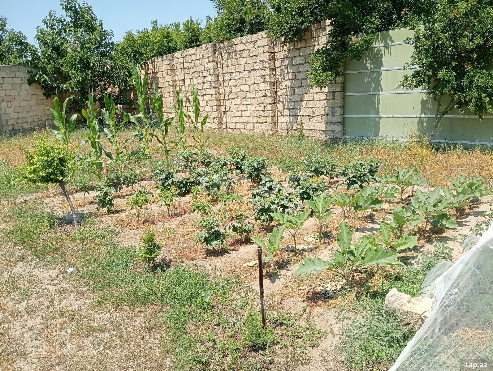 5.5 sot torpaq sahəsi, Novxanı qəs. (5)