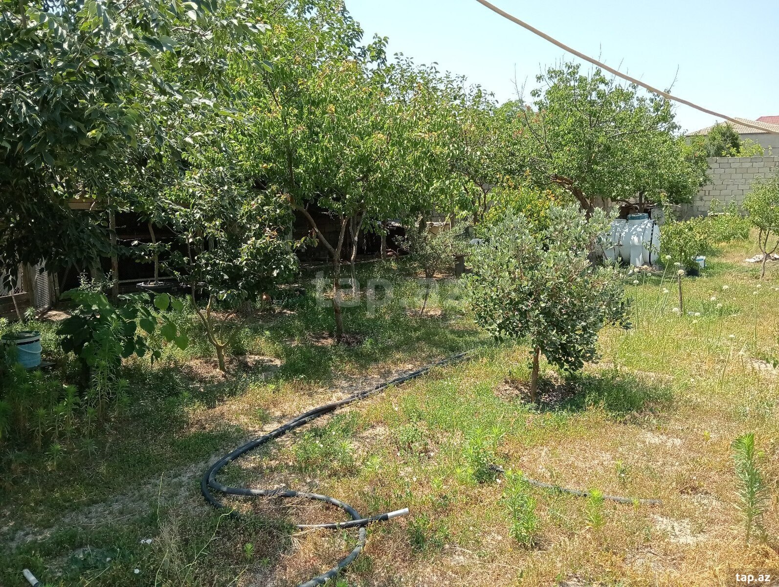 5.5 sot torpaq sahəsi, Novxanı qəs. (9)