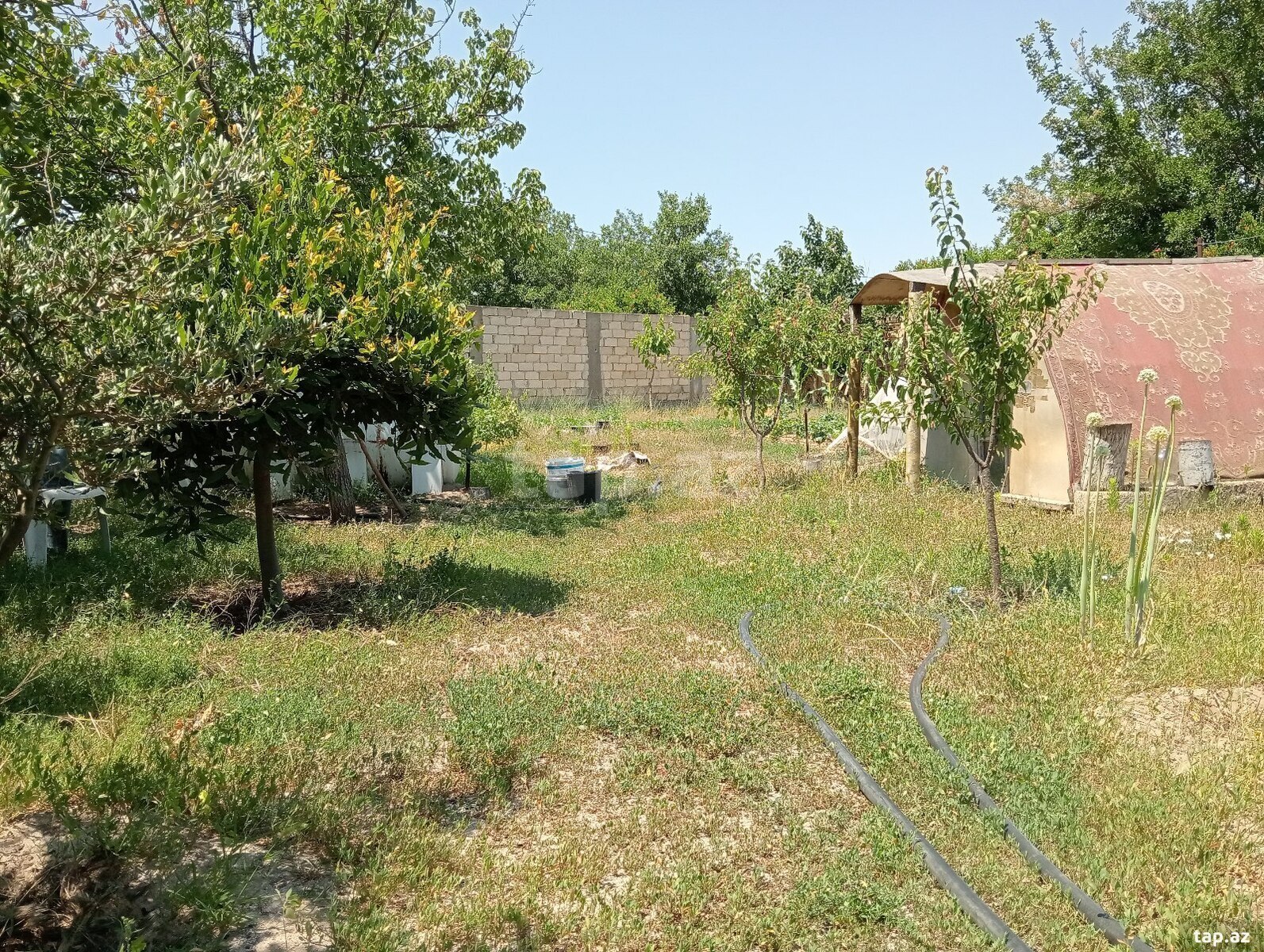 5.5 sot torpaq sahəsi, Novxanı qəs. (10)