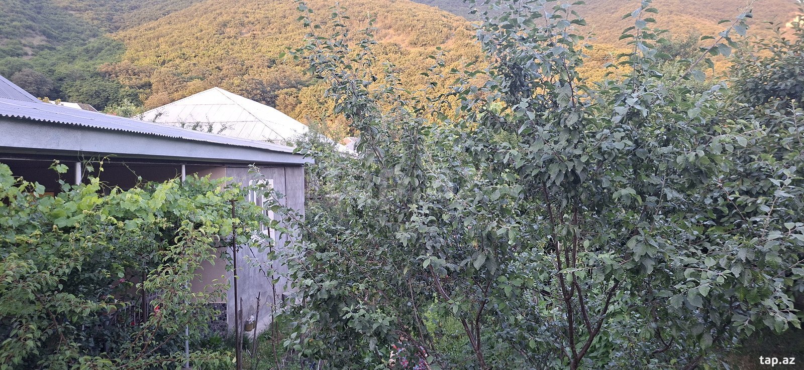 Həyət evi, Şəki ş. (11)