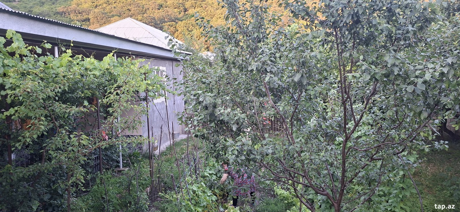Həyət evi, Şəki ş. (12)