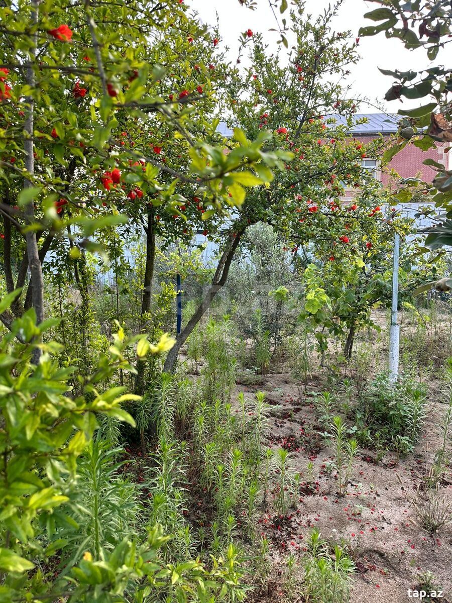 2 sot torpaq sahəsi, Novxanı qəs. (3)