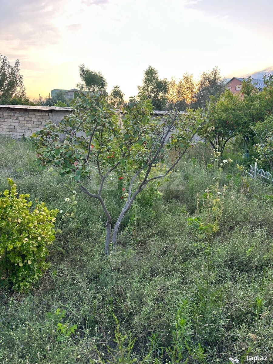 2 sot torpaq sahəsi, Novxanı qəs. (5)