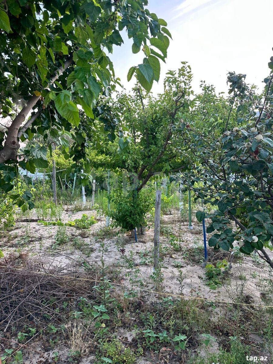2 sot torpaq sahəsi, Novxanı qəs. (6)