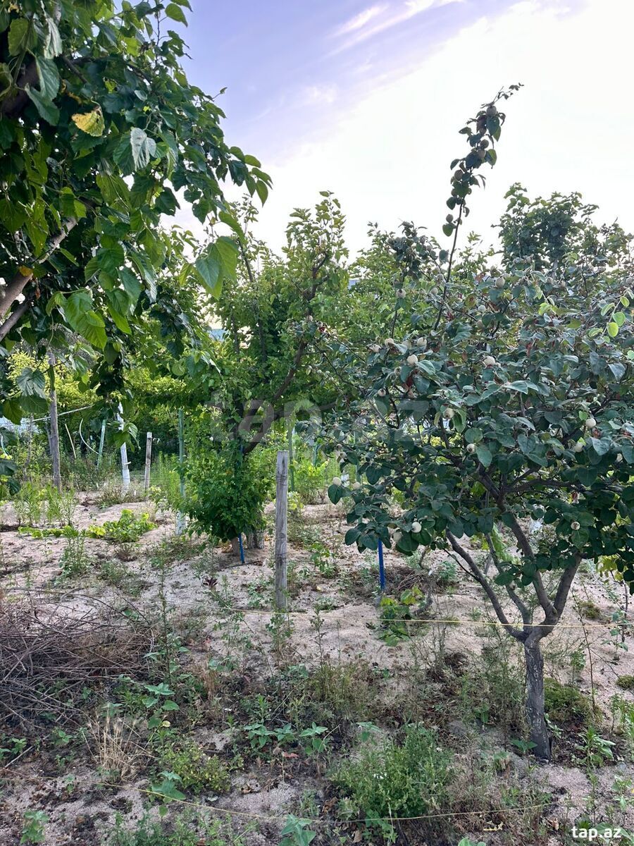 2 sot torpaq sahəsi, Novxanı qəs. (4)