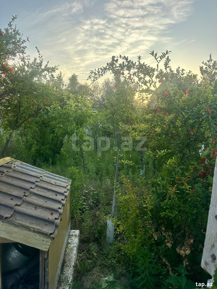 3 sot torpaq sahəsi, Novxanı bağları (3)