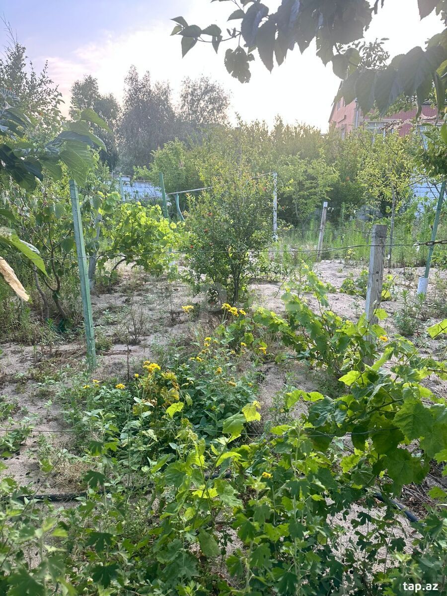 3 sot torpaq sahəsi, Novxanı bağları (5)