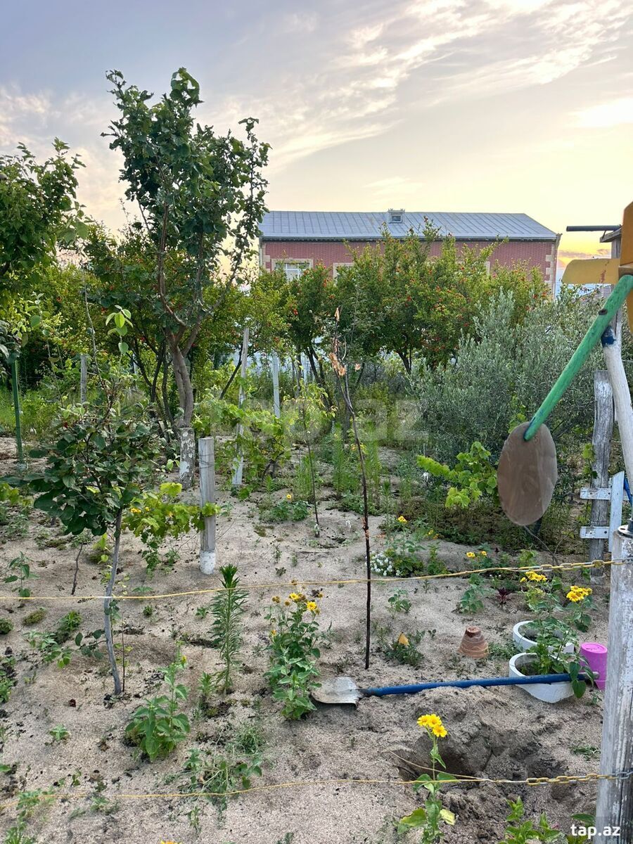 3 sot torpaq sahəsi, Novxanı bağları (2)