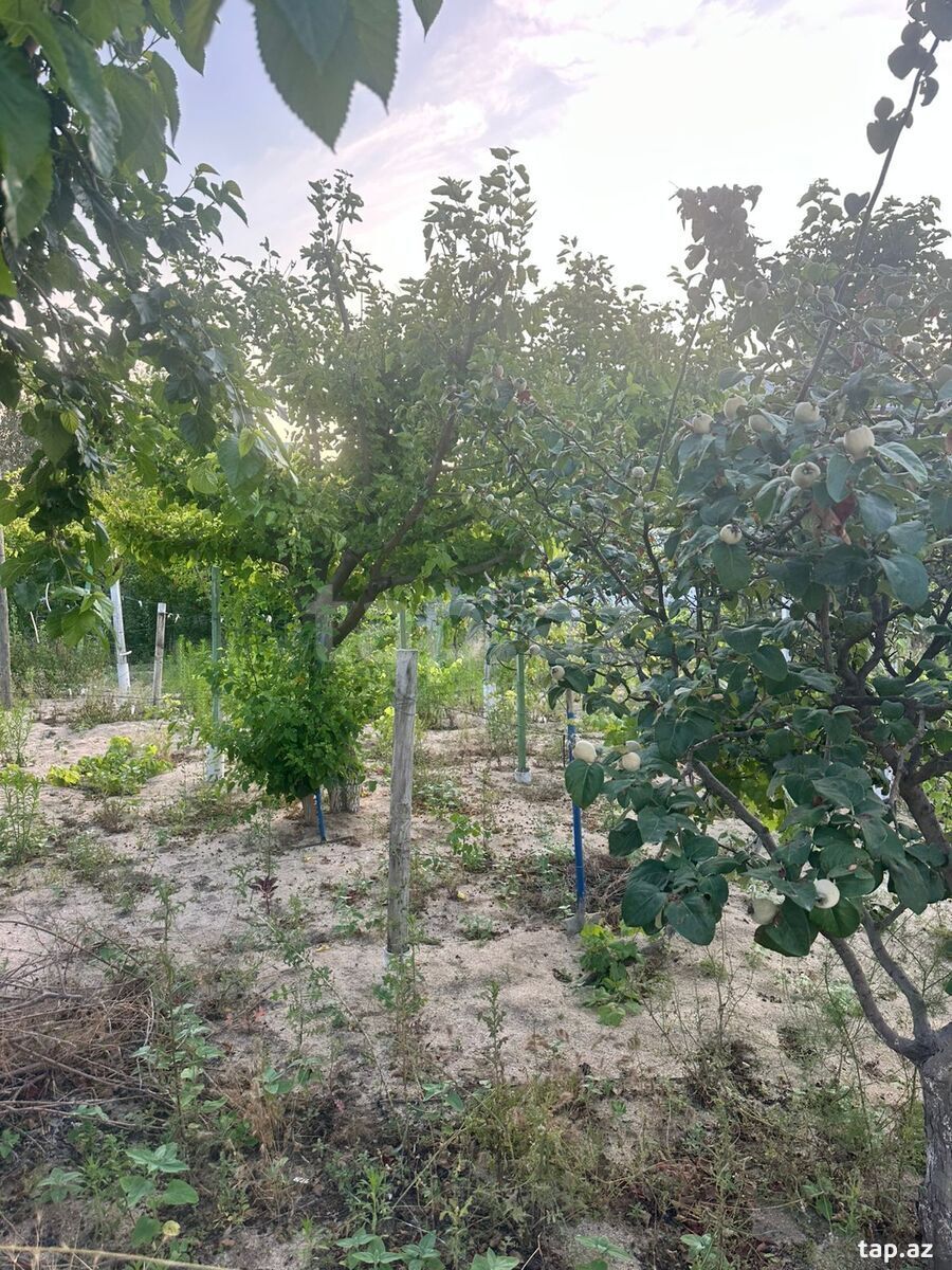 3 sot torpaq sahəsi, Novxanı bağları (4)