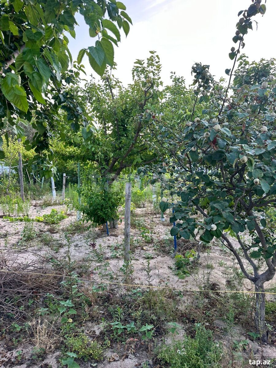 4 sot torpaq sahəsi, Novxanı bağları (5)