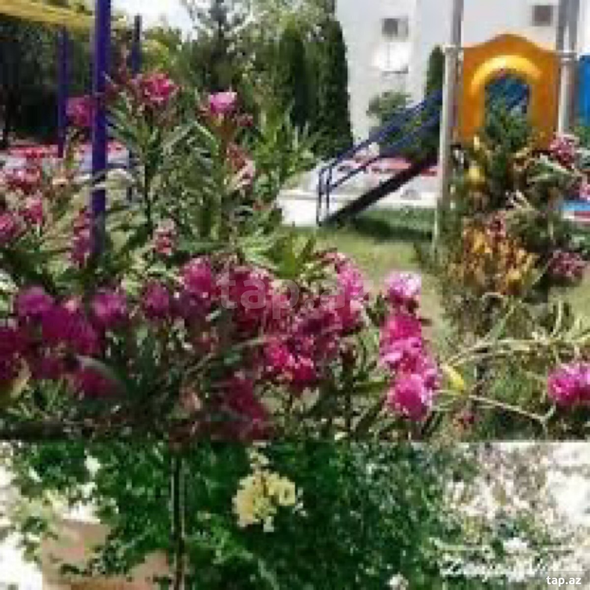 Bağ evi, Zarat k. (3)