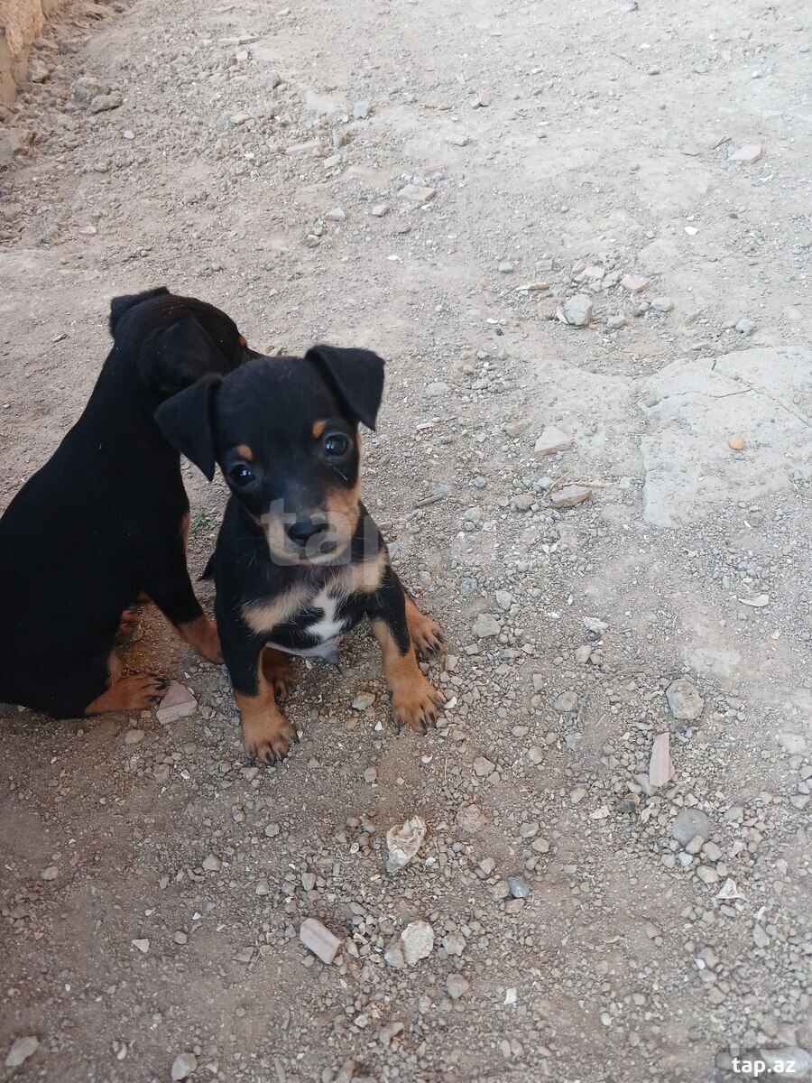 Doberman pinçer