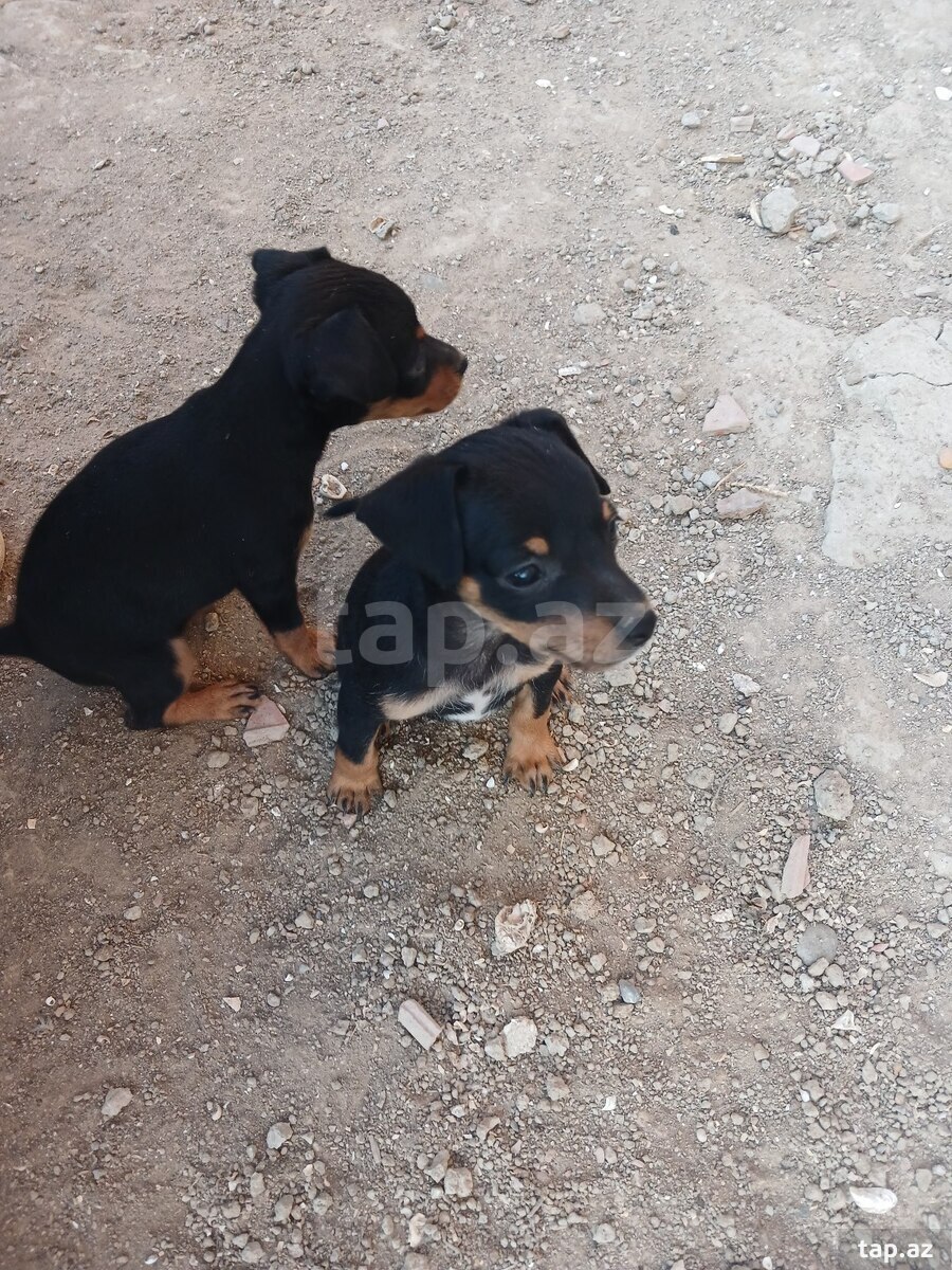 Doberman pinçer (3)