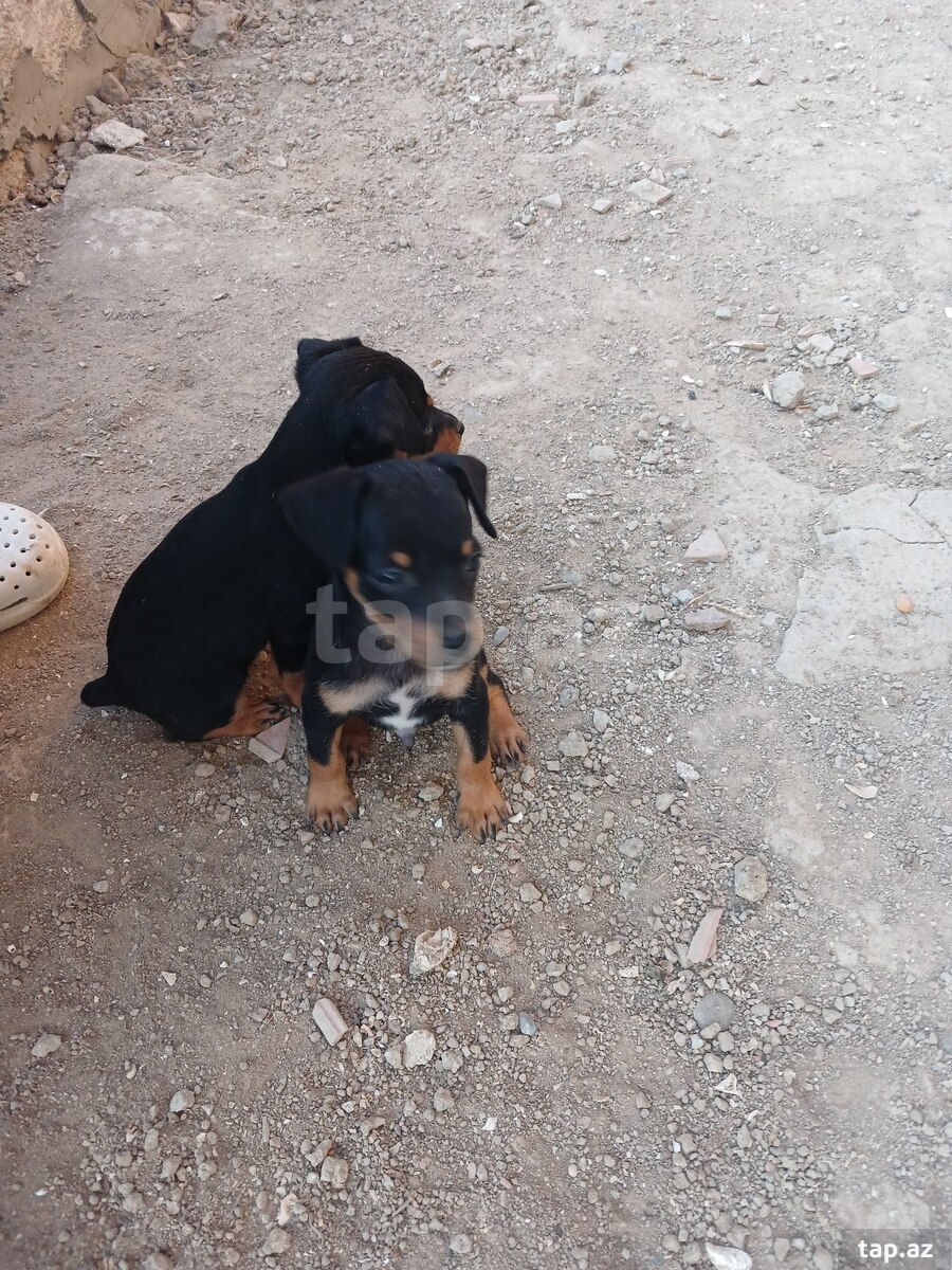 Doberman pinçer (2)