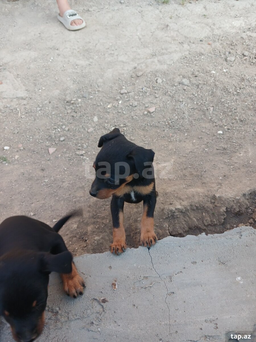 Doberman pinçer (4)