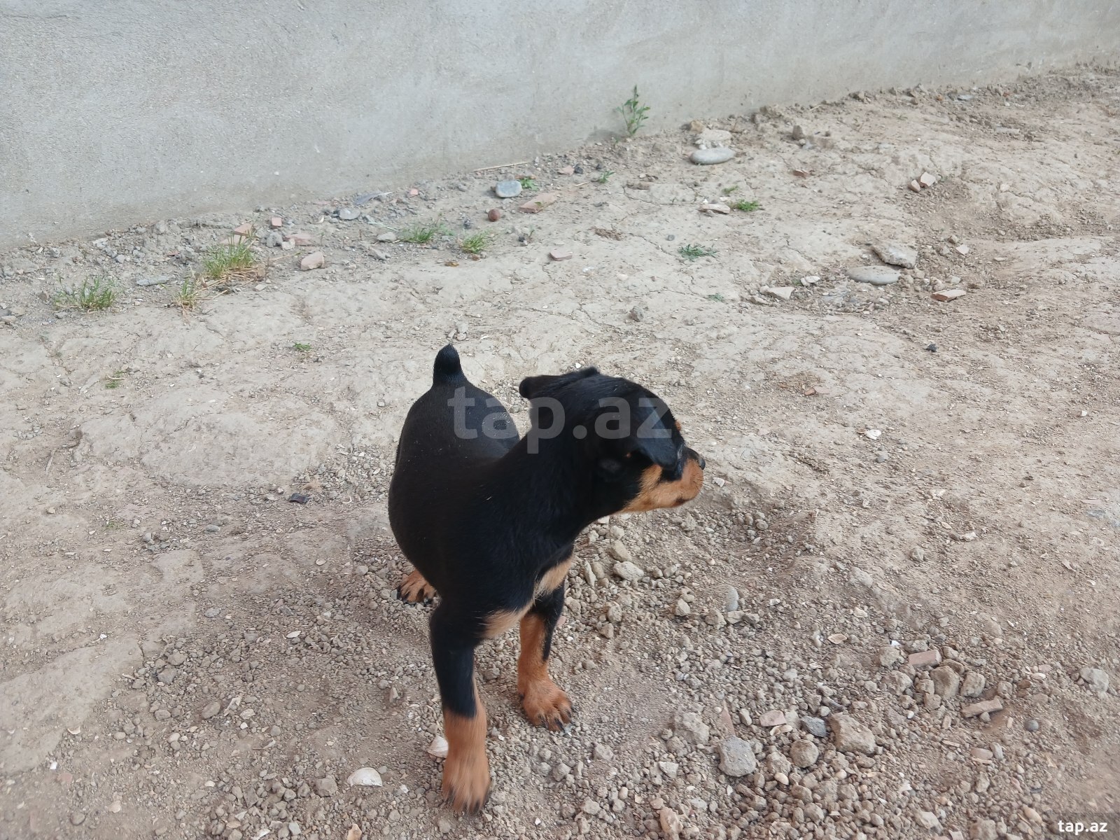 Doberman pinçer (5)