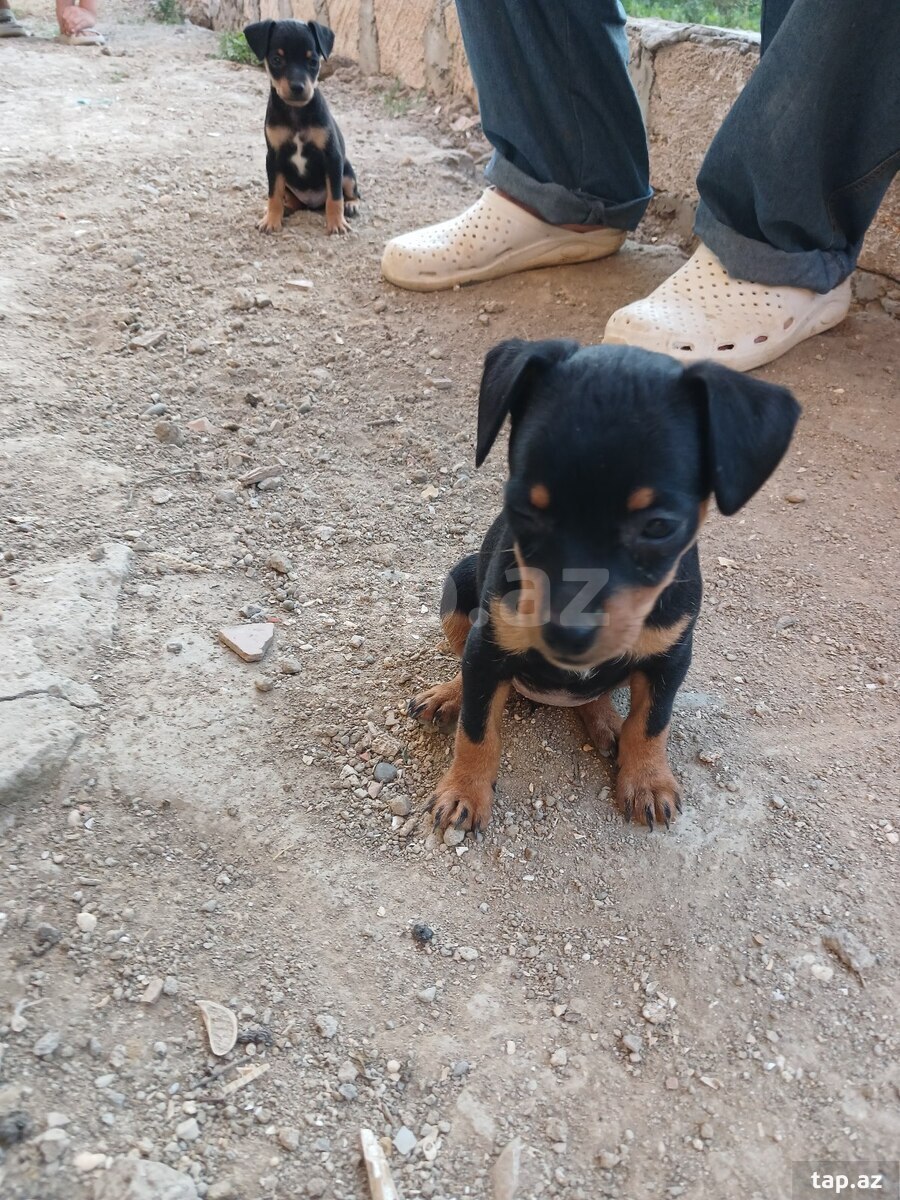Doberman pinçer (6)