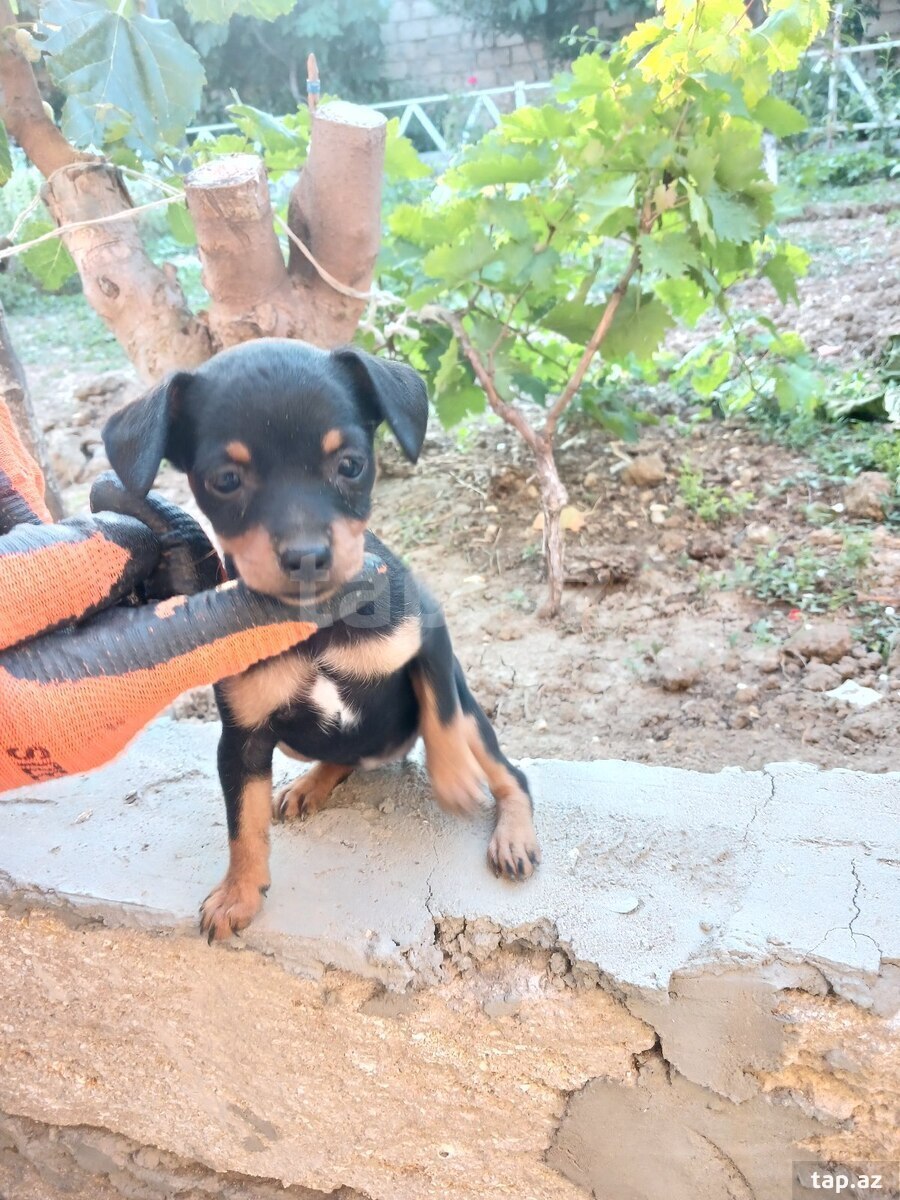 Doberman pinçer (8)