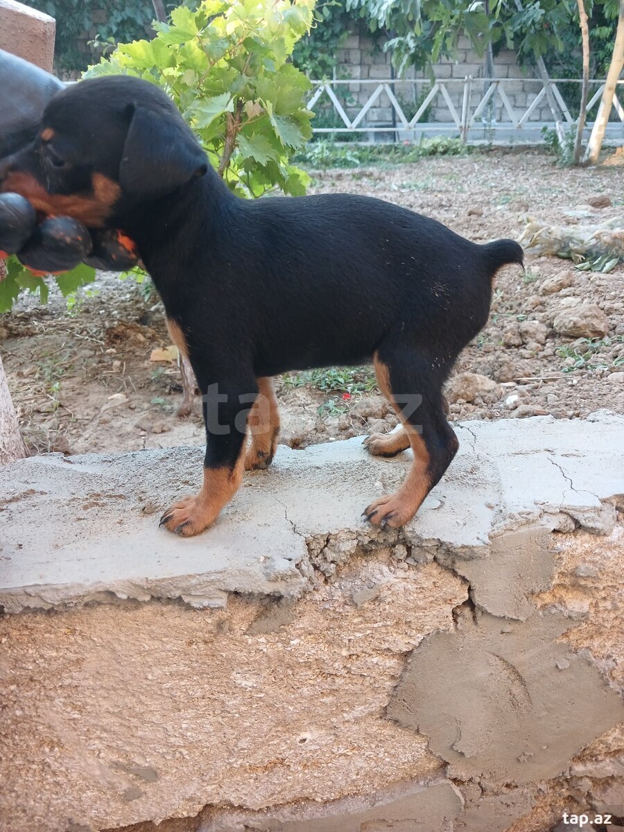 Doberman pinçer (7)