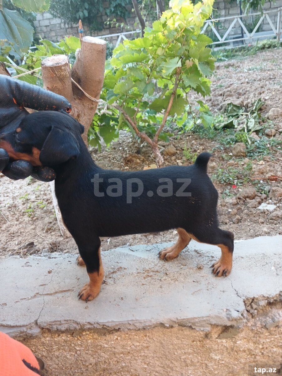 Doberman pinçer (9)