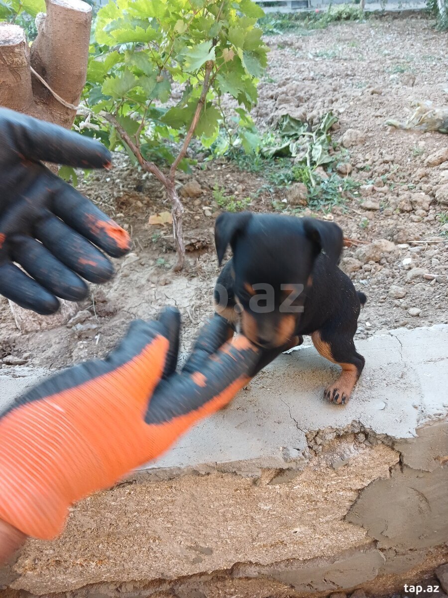 Doberman pinçer (10)