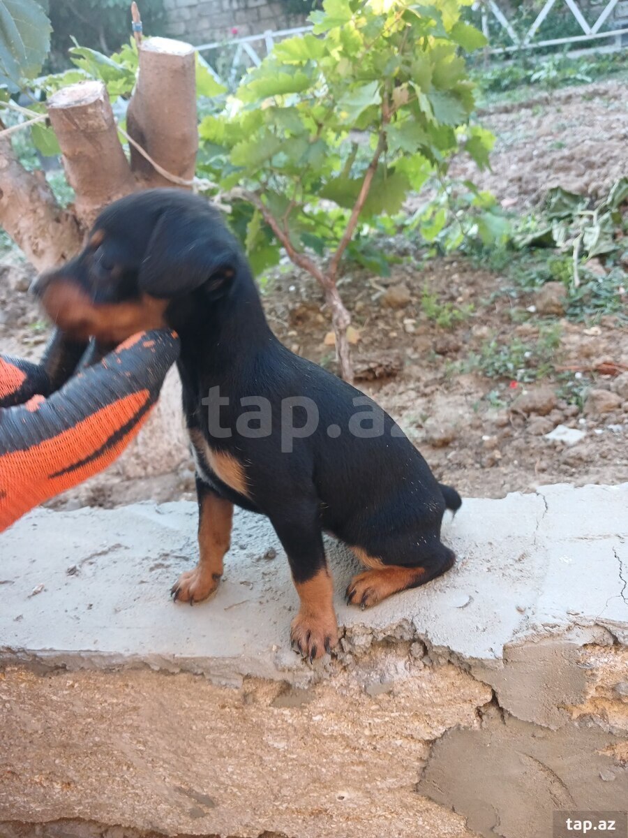Doberman pinçer (11)