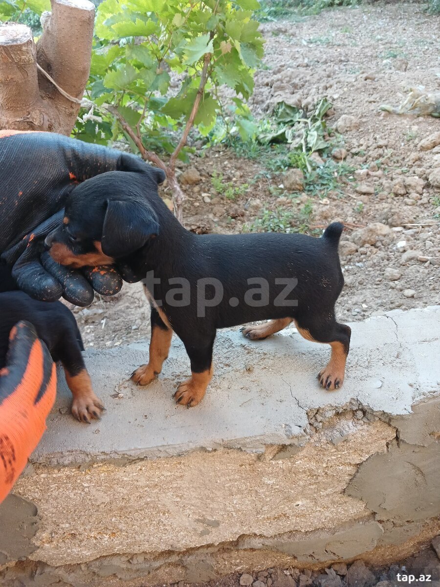 Doberman pinçer (12)