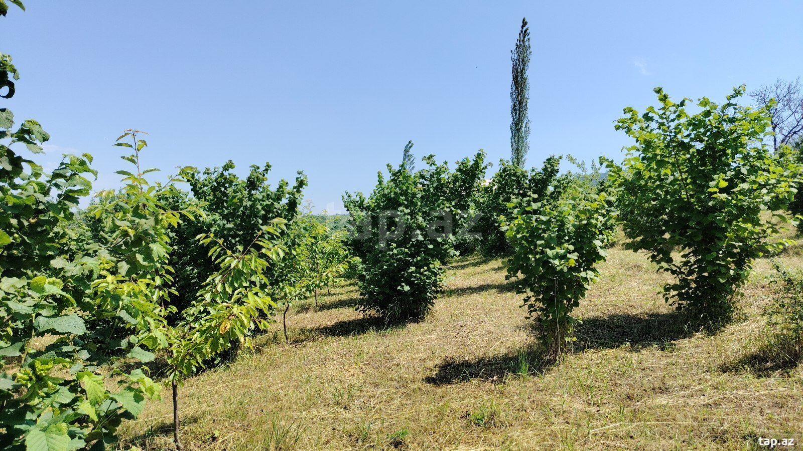 10 sot torpaq sahəsi, Quba r. (5)