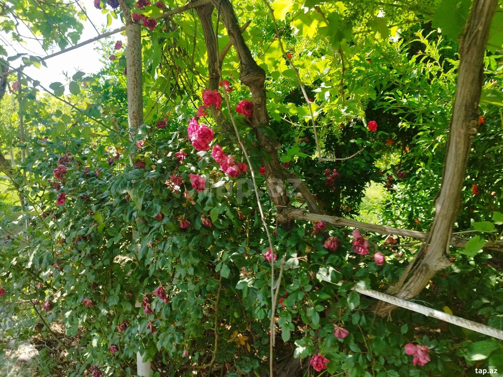 Bağ evi, Maştağa qəs. (10)