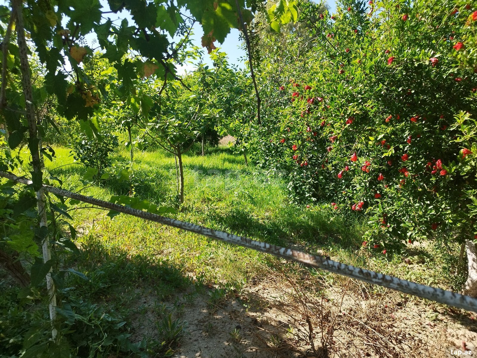 Bağ evi, Maştağa qəs. (11)