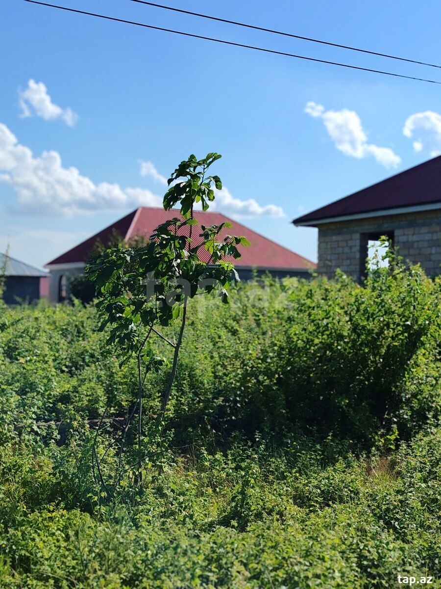 12 sot torpaq sahəsi, Şəki r. (2)