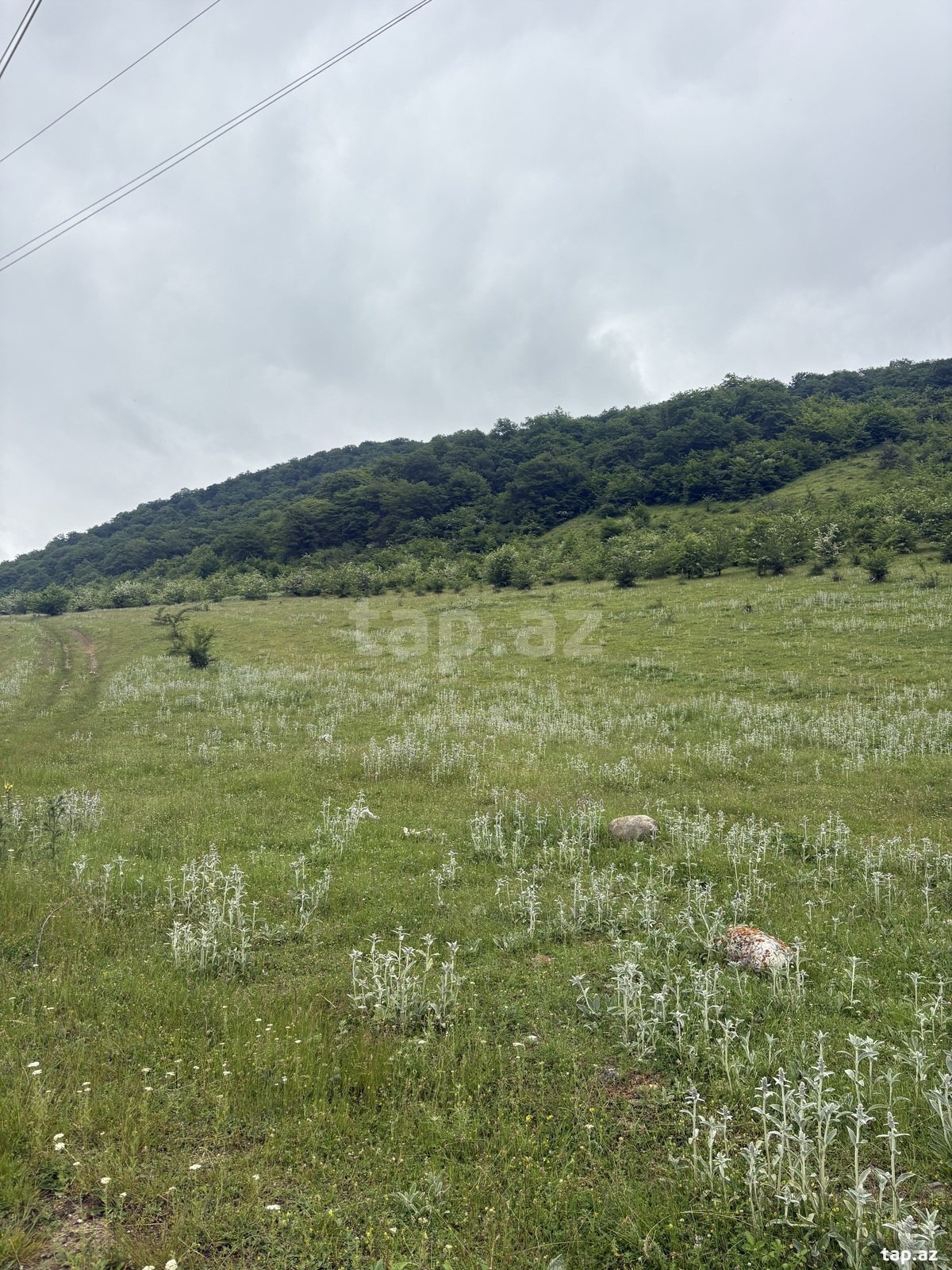 12 sot torpaq sahəsi, Quba r. (2)