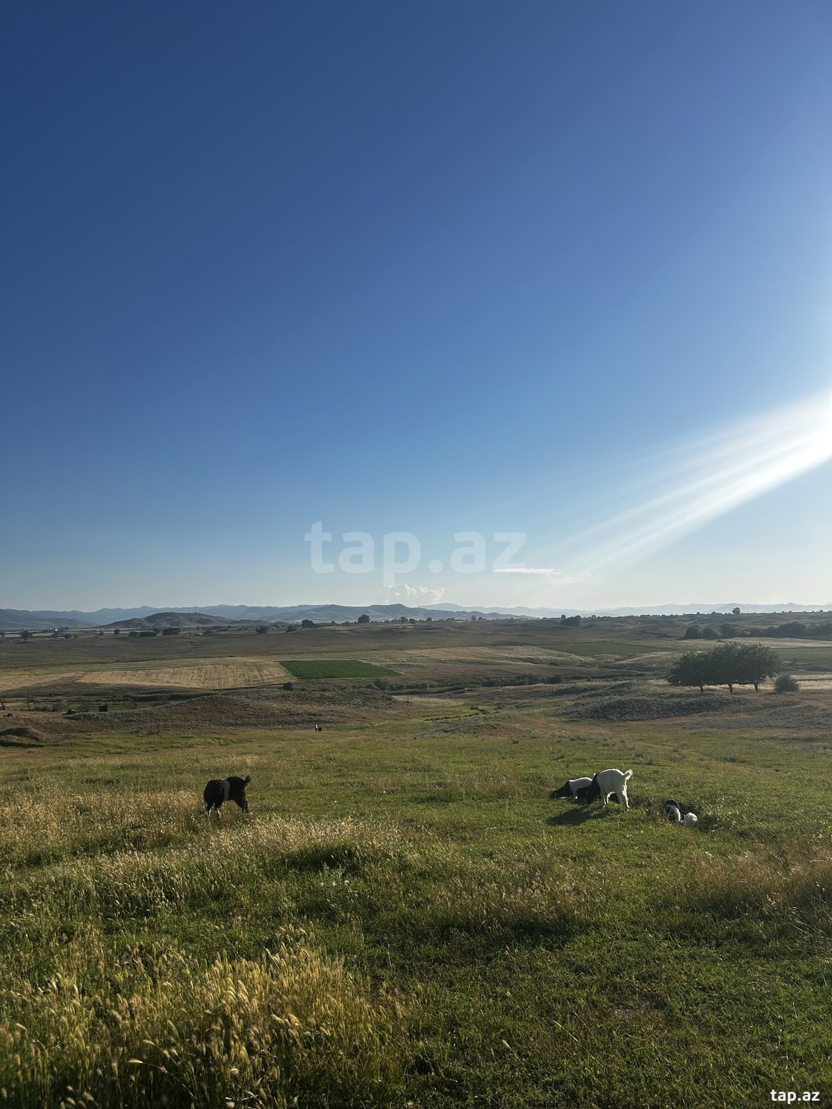 Mağaza icarəyə verilir, Tovuz r. (2)