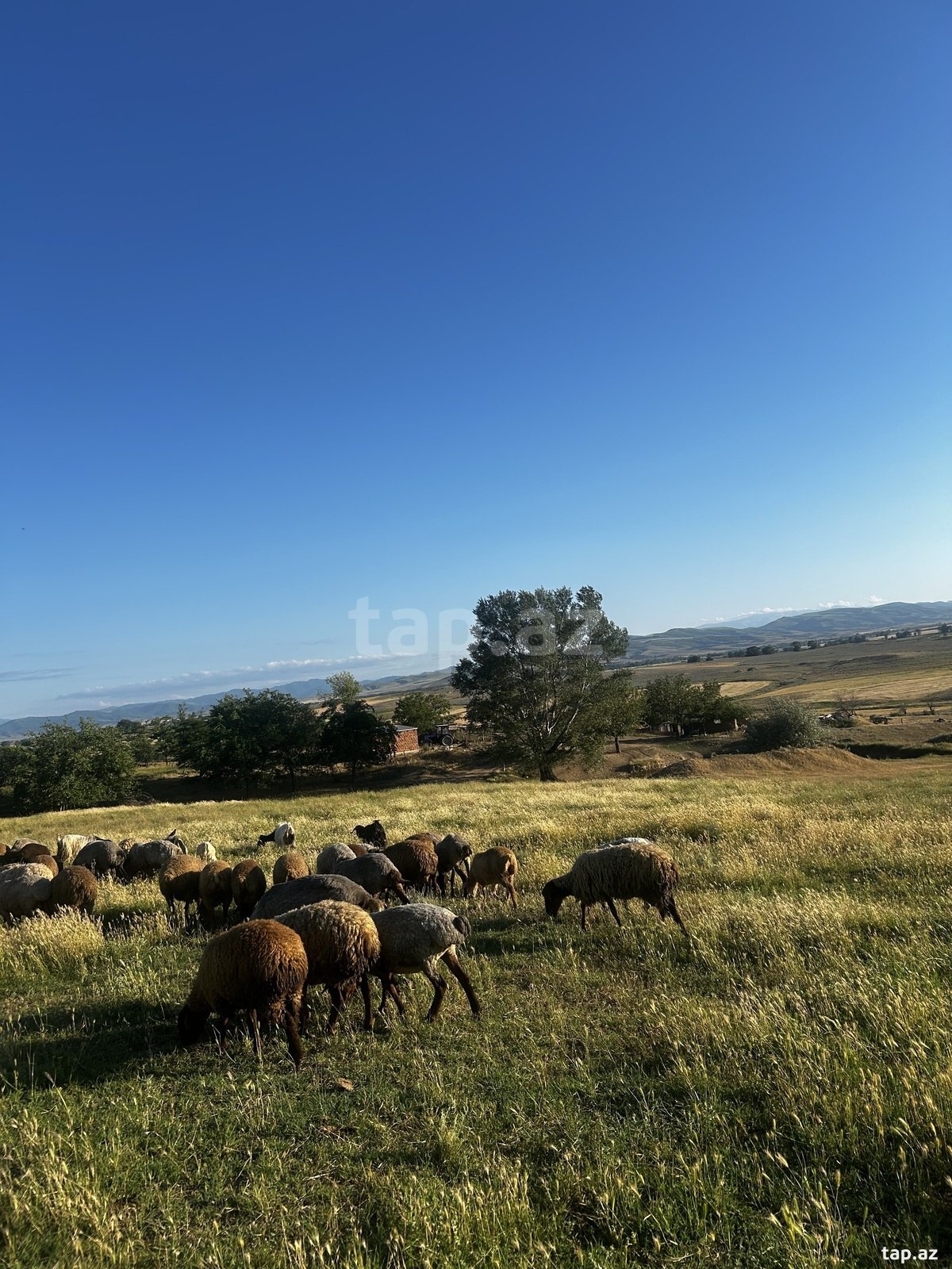 Mağaza icarəyə verilir, Tovuz r. (3)
