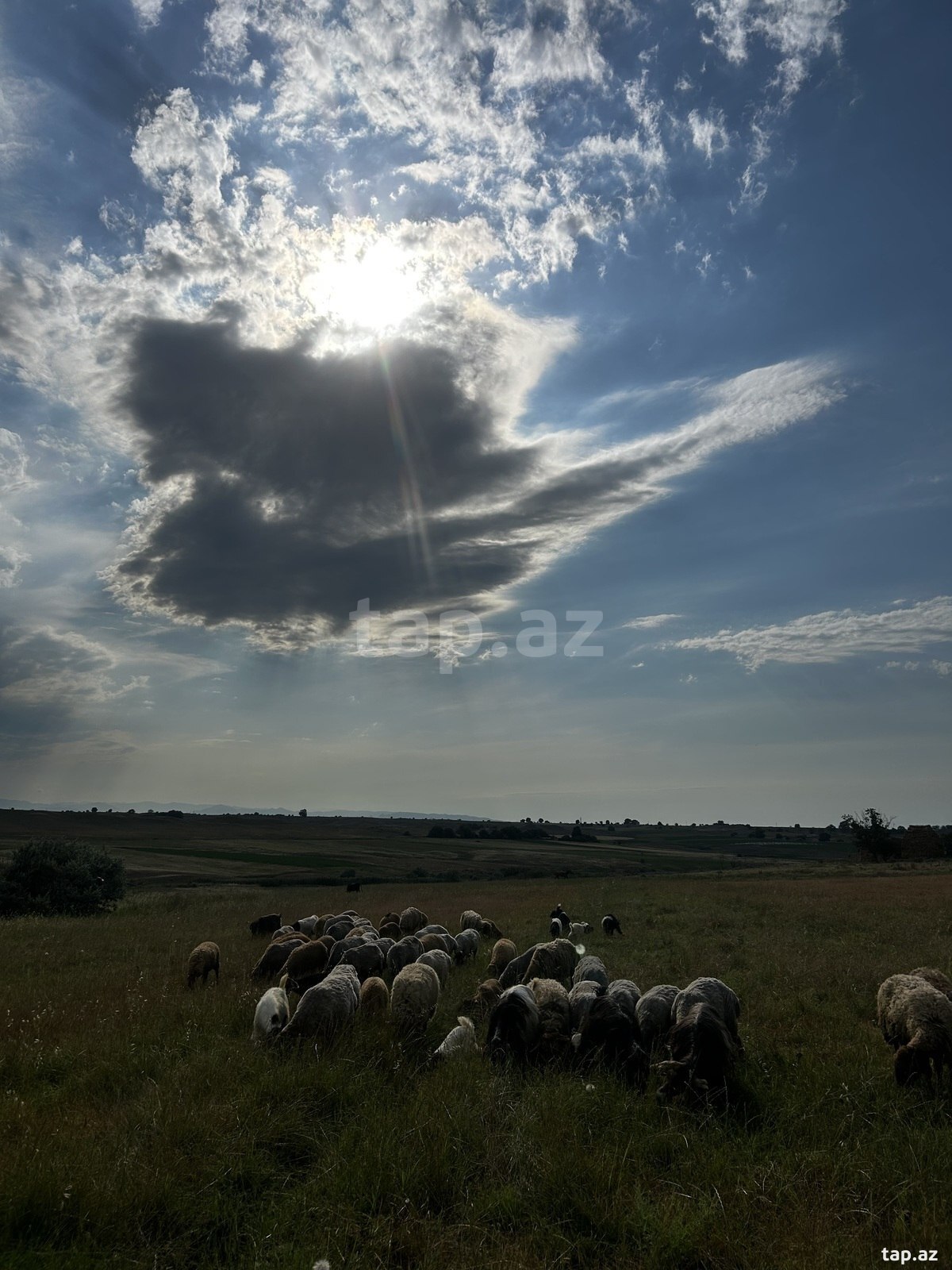 Obyekt icarəyə verilir, Tovuz r. (2)