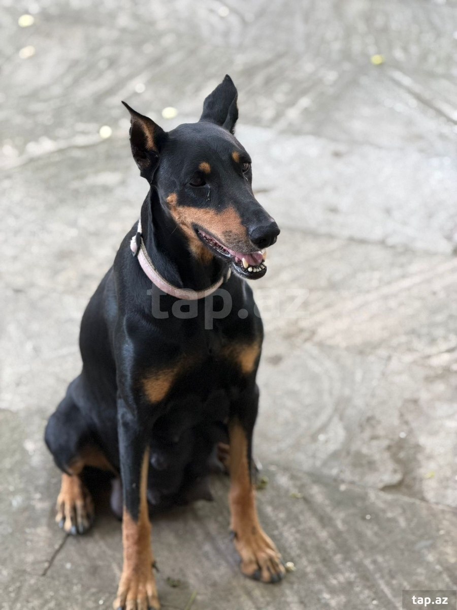 Doberman 