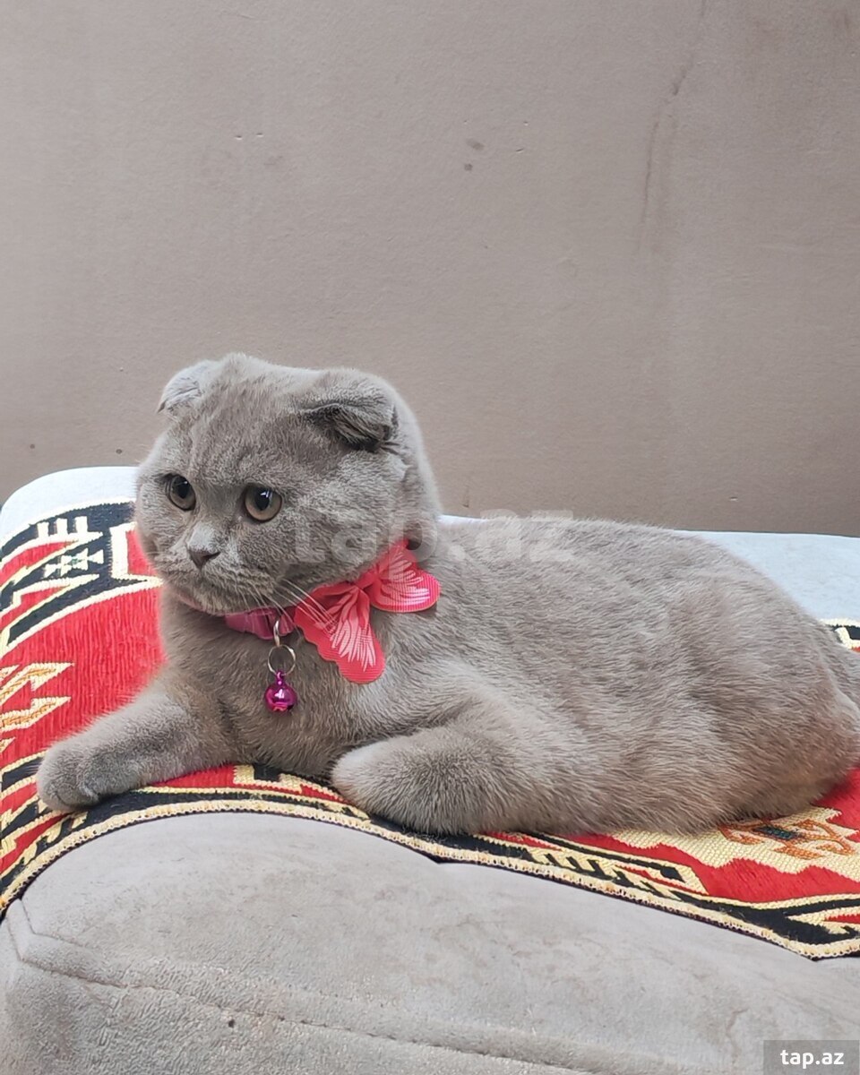 Şotland pişiyi (6)