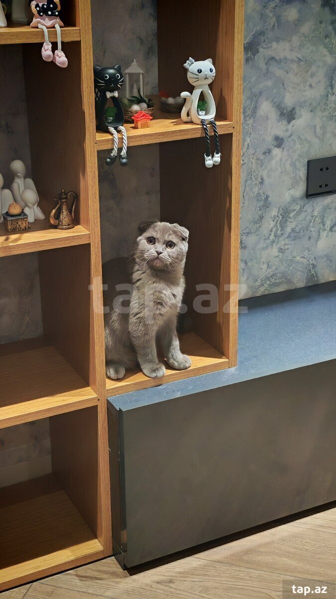 Şotland pişiyi (7)